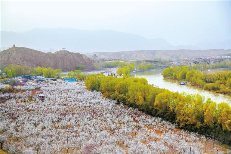 甘肅旅游丨唐汪杏花開(kāi) 楚楚等君來(lái) 在這里賞花看丹霞，美哉！