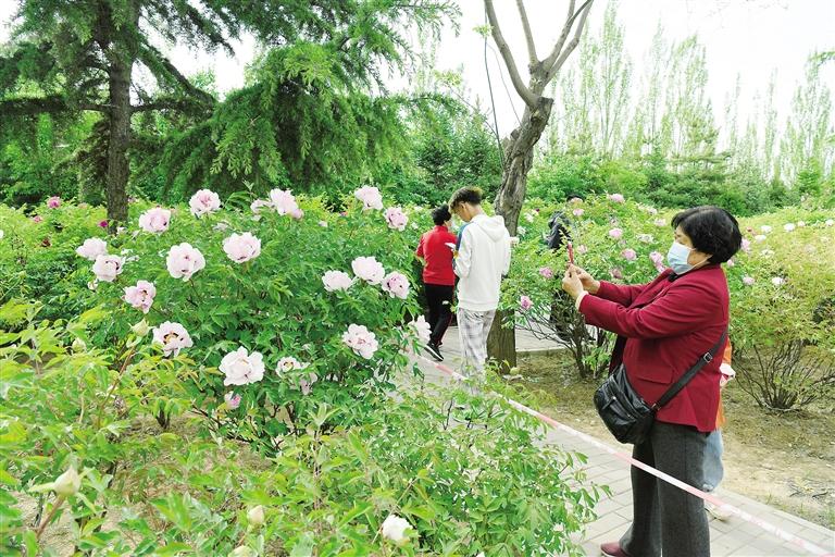 臨夏市北濱河路60里牡丹長廊里不同品種、顏色各異的牡丹花爭奇斗艷