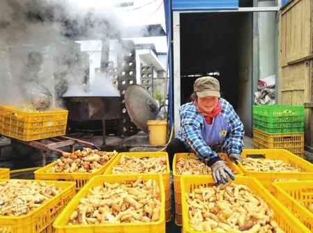 村民在康縣陽壩鎮(zhèn)陽壩村天麻種植大戶胡國強家加工天麻。