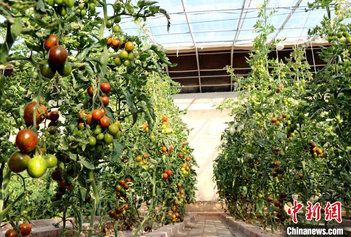 12月14日，甘肅省武威市民勤縣紅旗谷現(xiàn)代農(nóng)業(yè)產(chǎn)業(yè)園，溫棚內(nèi)“水果西紅柿”長勢良好?！●R愛彬 攝