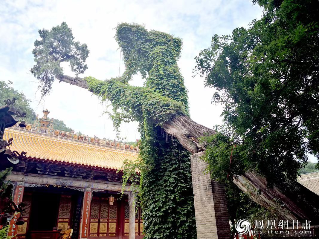 “山頭南郭寺，水號北流泉。老樹空庭得，清渠一邑傳?！倍鸥υ娭械摹袄蠘洹?，指的就是這株春秋古柏，為南郭寺的“鎮(zhèn)寺之寶”。胡江 攝