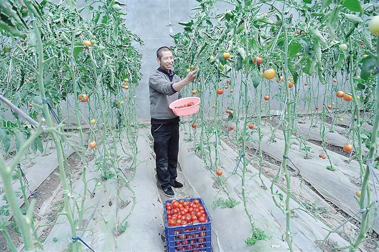 臨夏縣尹集、刁祁鎮(zhèn)易地扶貧搬遷后續(xù)產(chǎn)業(yè)園有日光溫室534座